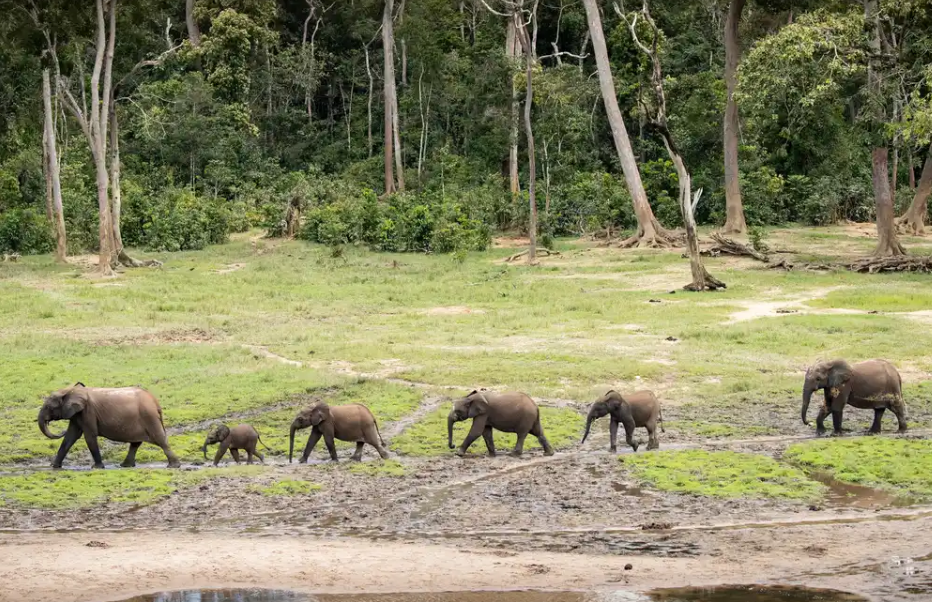 Ngoto Forest, Southwest CAR, Central African Republic